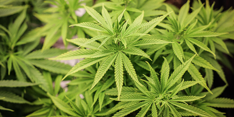 Cannabis light, con il nuovo Decreto Sicurezza torna il rischio denuncia: vietata coltivazione e vendita