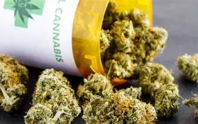 Cannabis medica, l’Italia a rischio carenza dopo il fallimento del principale fornitore olandese e una produzione nazionale insufficiente